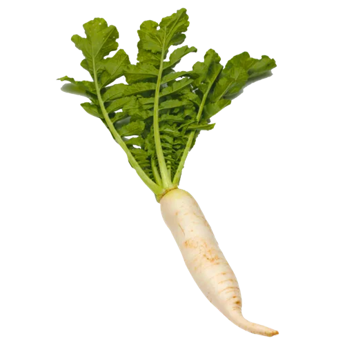 Erdallar Gross Market JAPON TURP