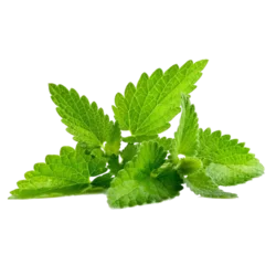 Erdallar Gross Market NANE